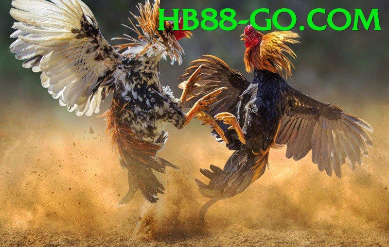 Đá Gà Trực Tiếp - hb88 - Giftcode